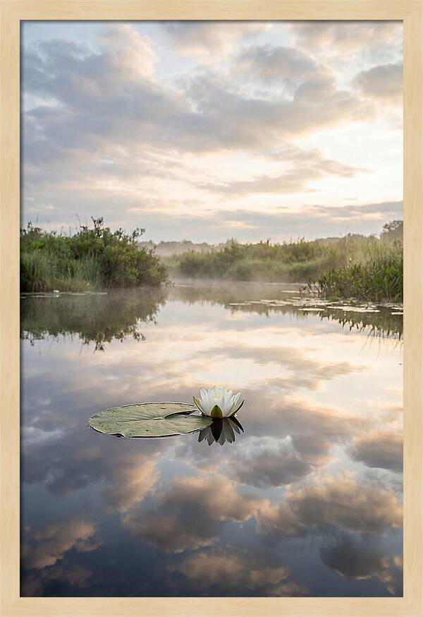 Water Lily Floating Serenity