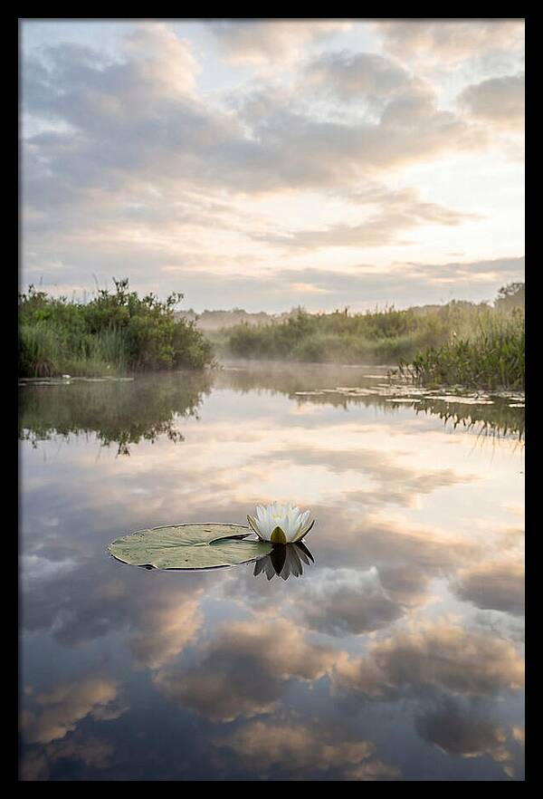 Water Lily Floating Serenity
