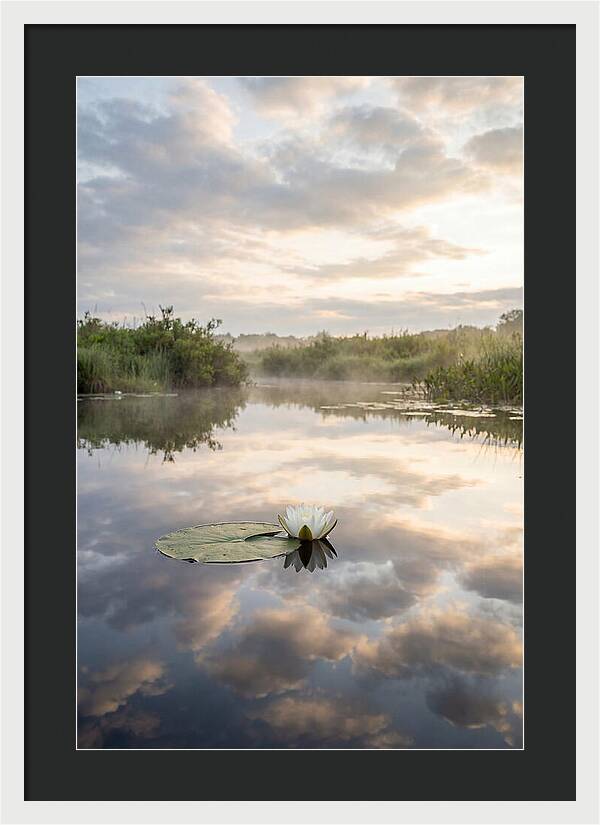 Water Lily Floating Serenity