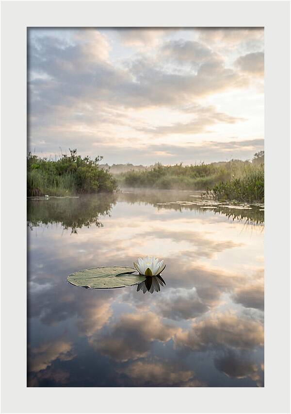 Water Lily Floating Serenity
