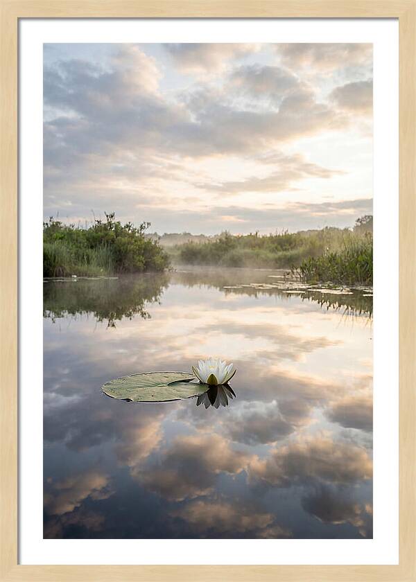 Water Lily Floating Serenity