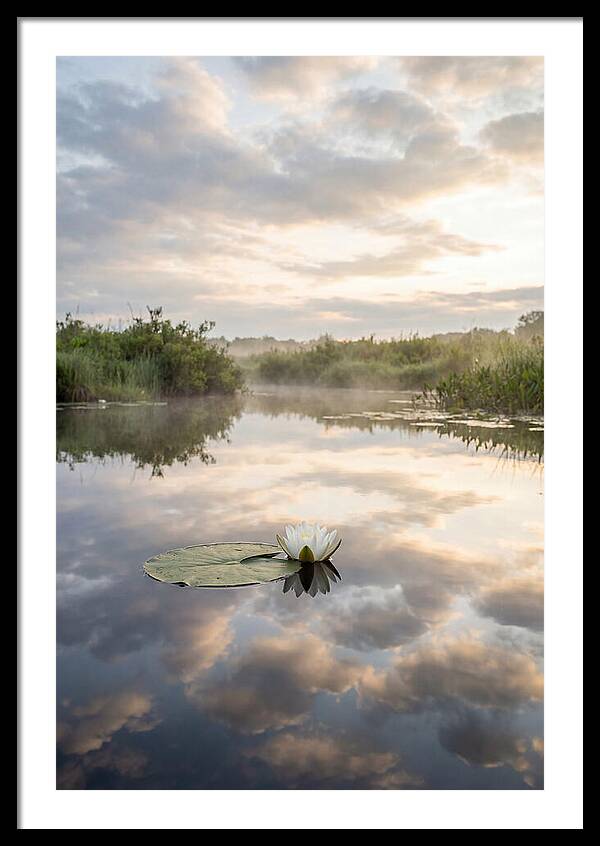 Water Lily Floating Serenity