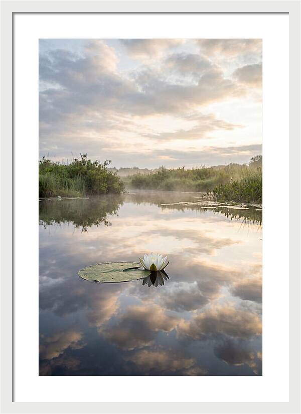 Water Lily Floating Serenity