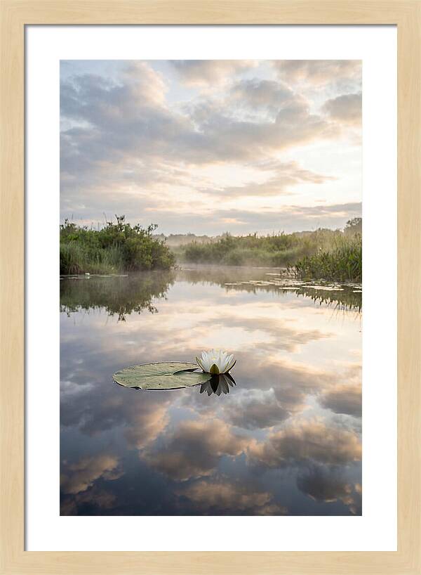 Water Lily Floating Serenity