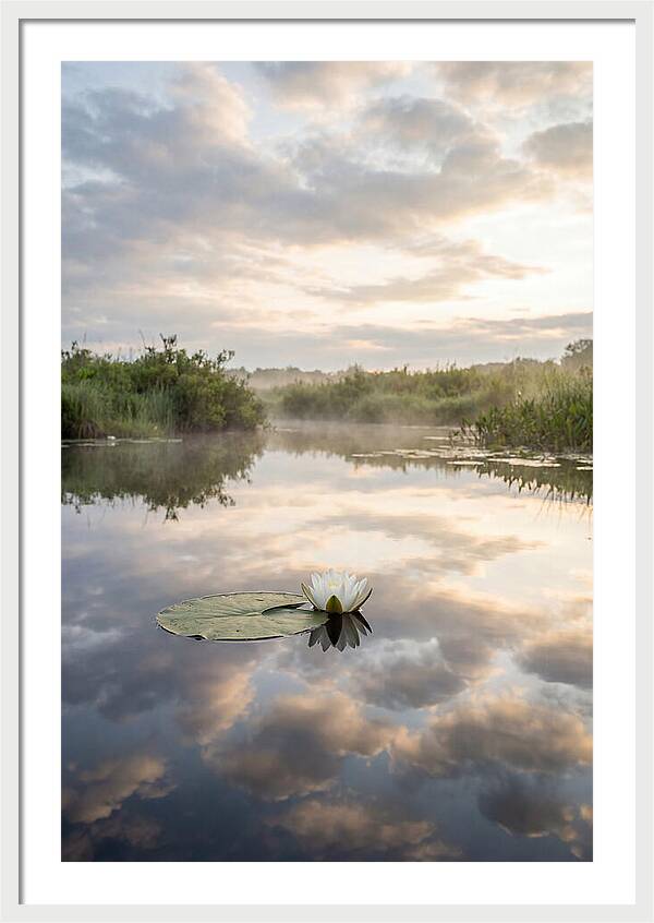Water Lily Floating Serenity