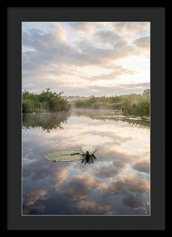 Water Lily Floating Serenity
