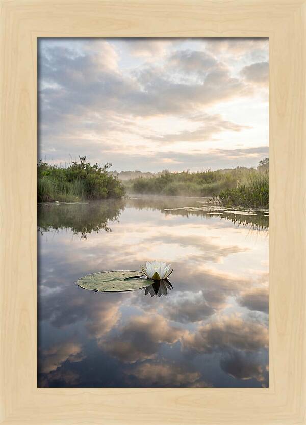 Water Lily Floating Serenity