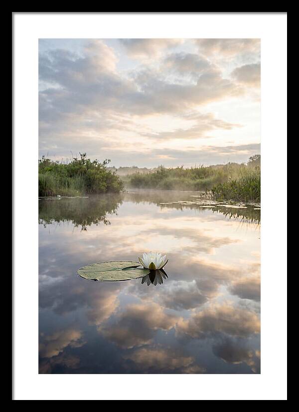 Water Lily Floating Serenity