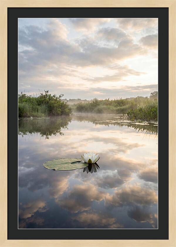 Water Lily Floating Serenity