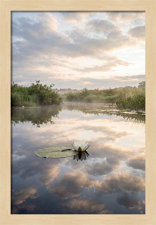 Water Lily Floating Serenity