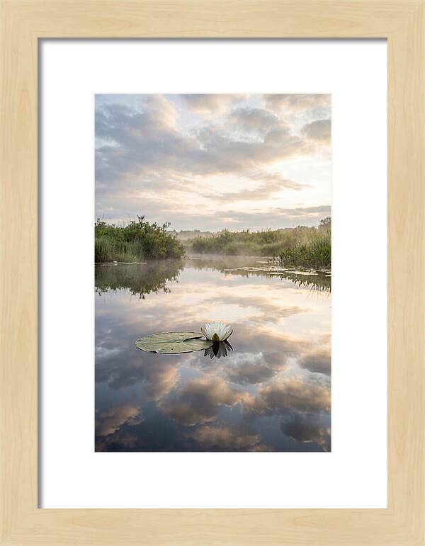 Water Lily Floating Serenity