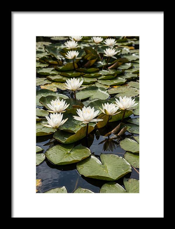 Water Lily Serenity
