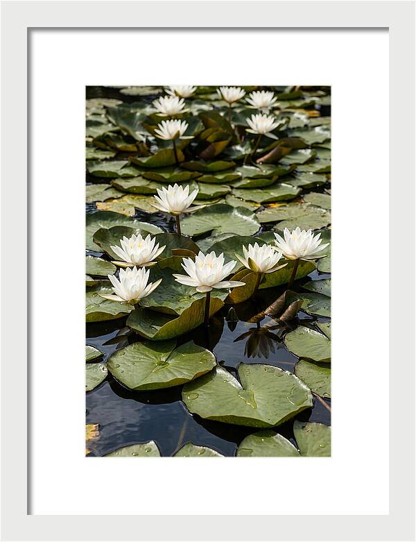 Water Lily Serenity