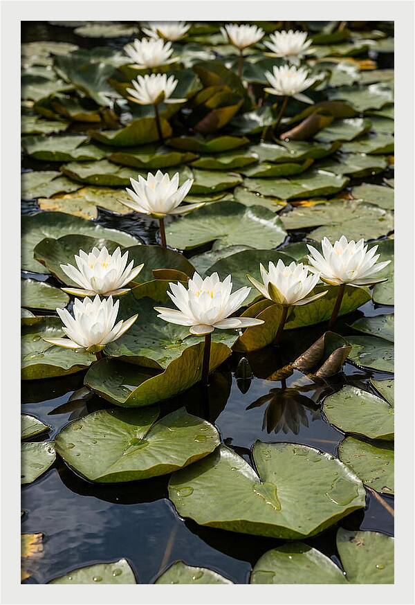 Water Lily Serenity