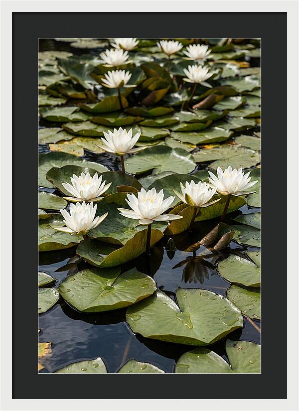 Water Lily Serenity
