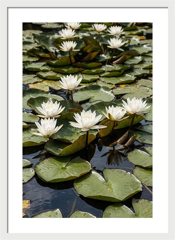 Water Lily Serenity