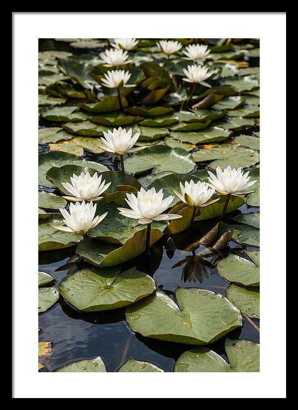 Water Lily Serenity