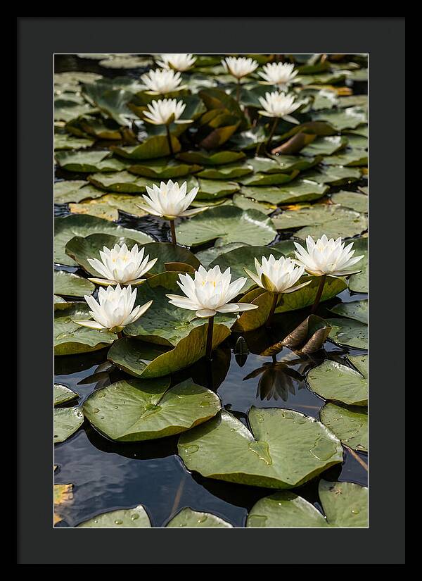 Water Lily Serenity