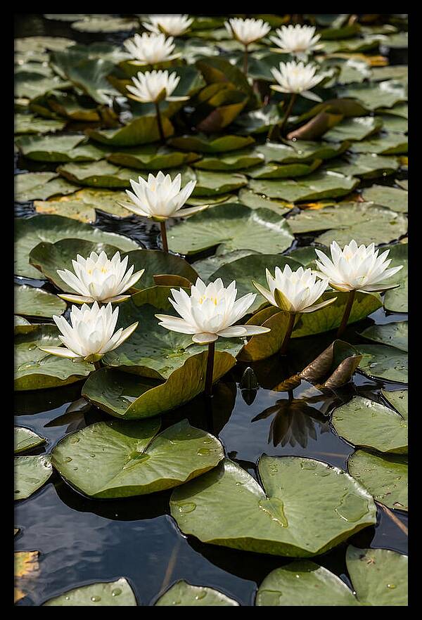 Water Lily Serenity