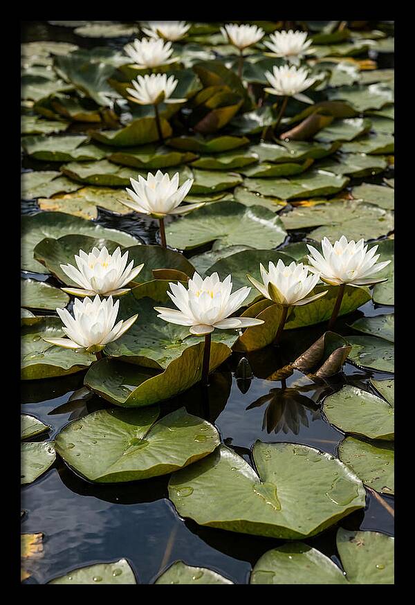 Water Lily Serenity