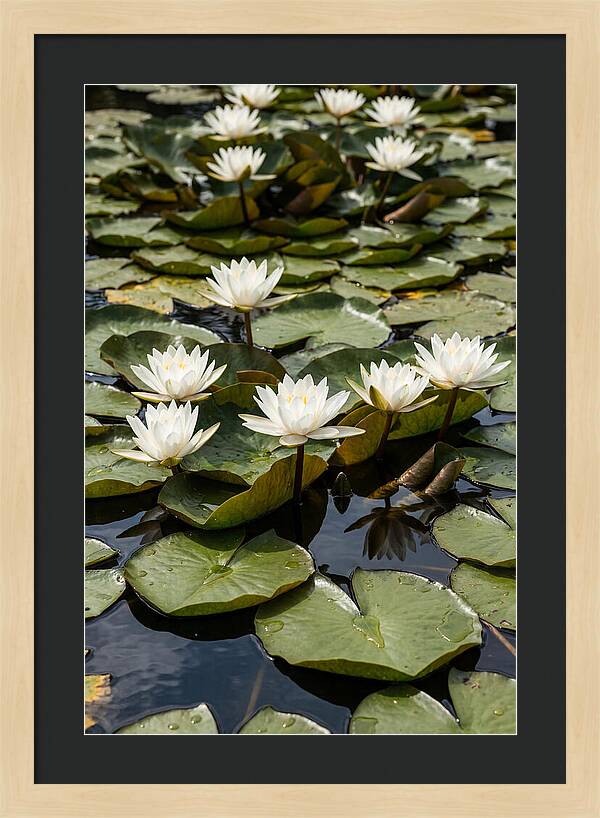 Water Lily Serenity