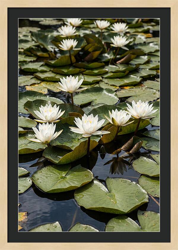 Water Lily Serenity