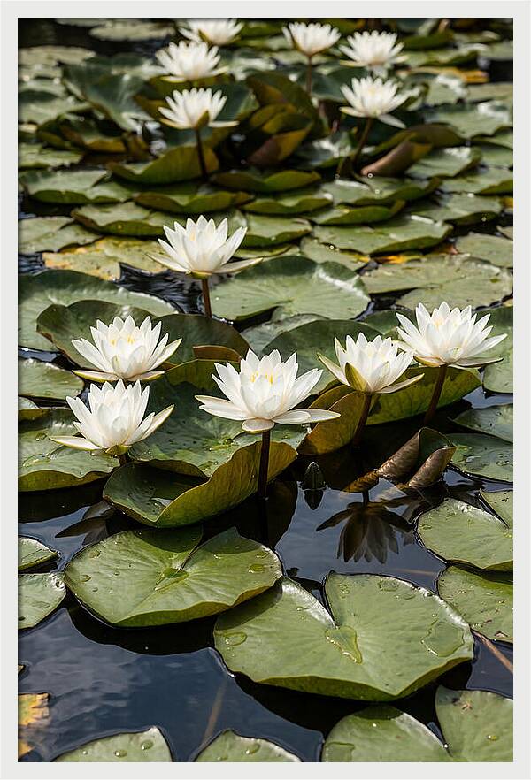 Water Lily Serenity