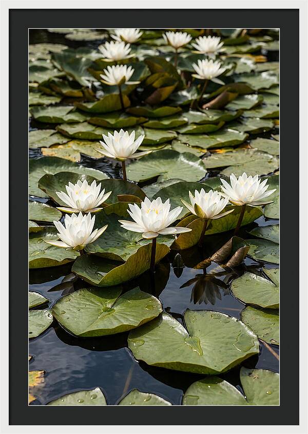 Water Lily Serenity