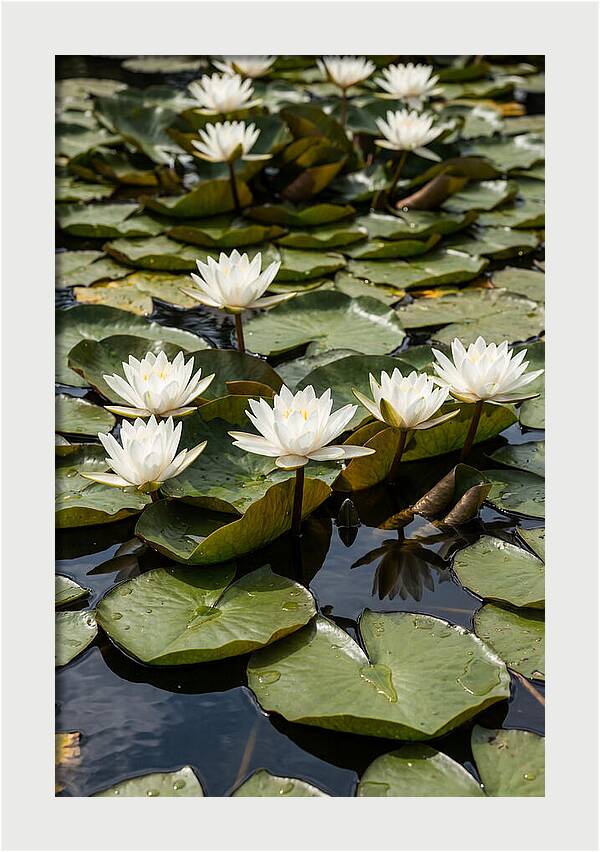Water Lily Serenity