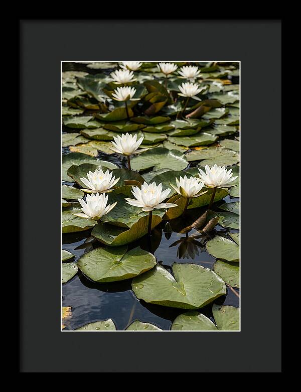 Water Lily Serenity