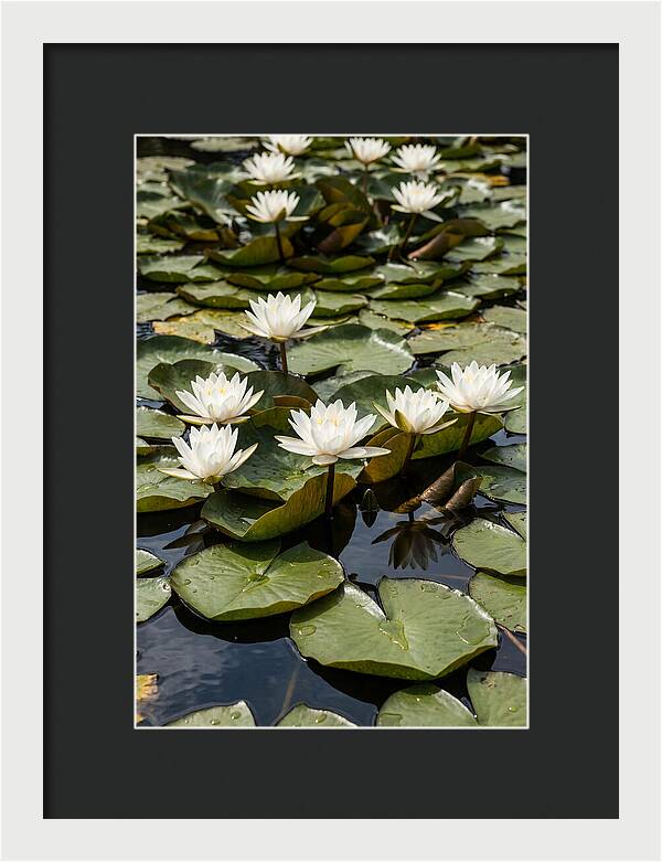 Water Lily Serenity