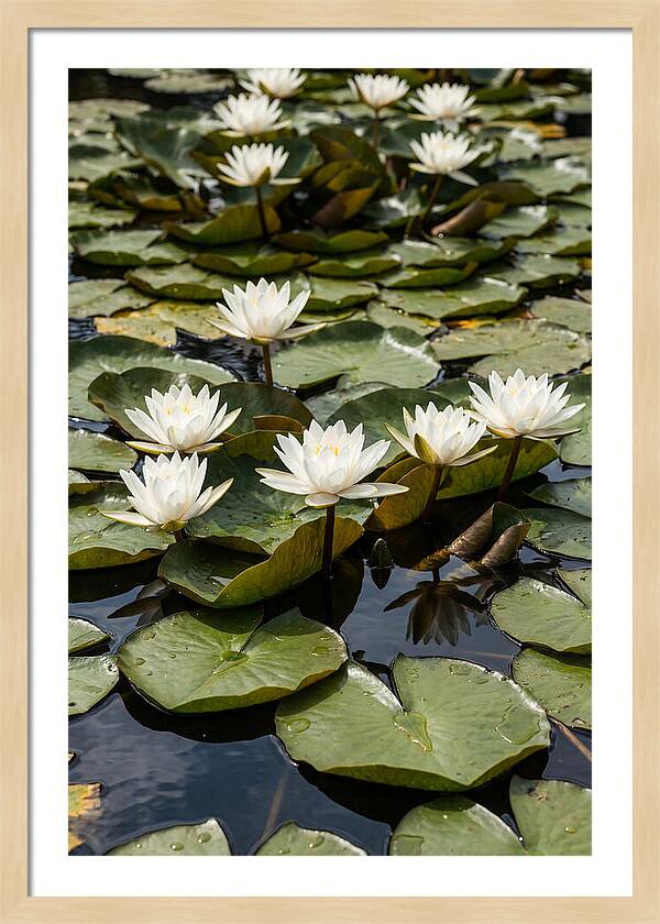 Water Lily Serenity