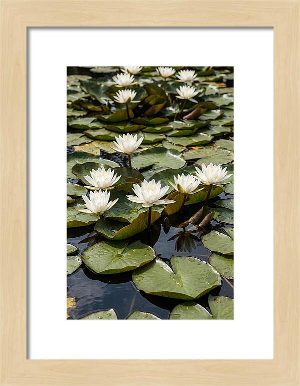 Water Lily Serenity