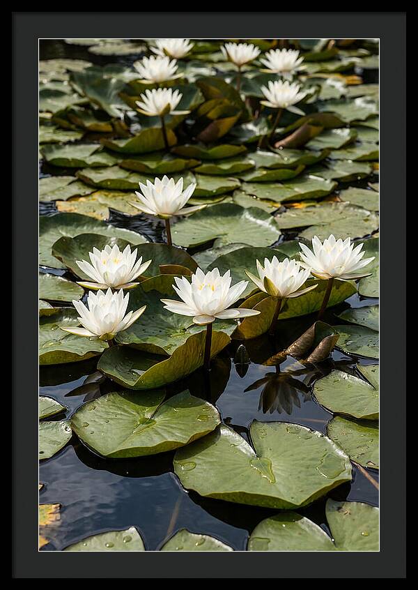Water Lily Serenity