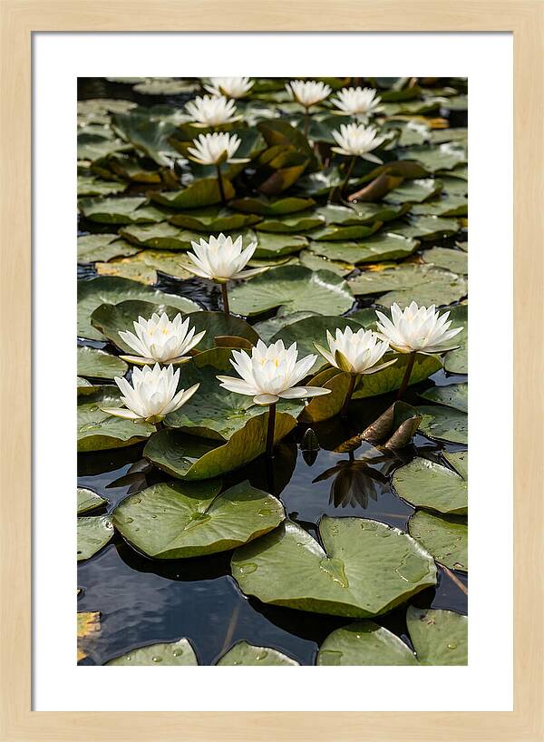 Water Lily Serenity