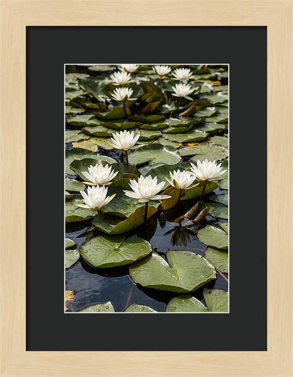 Water Lily Serenity