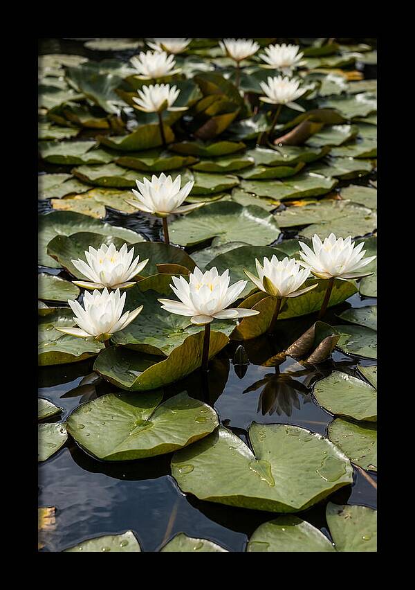 Water Lily Serenity