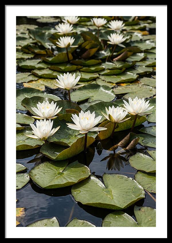 Water Lily Serenity
