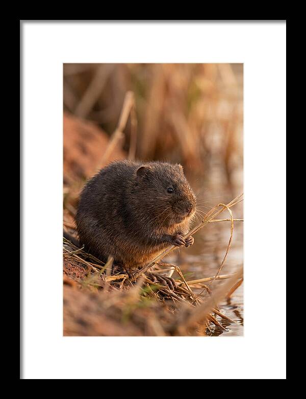 Water Vole By The Waters Edge