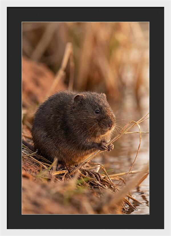 Water Vole By The Waters Edge