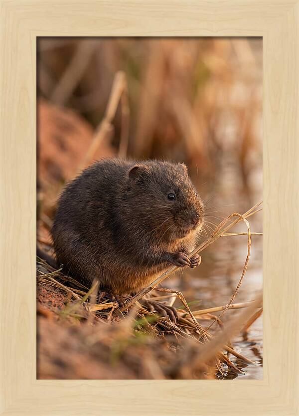Water Vole By The Waters Edge
