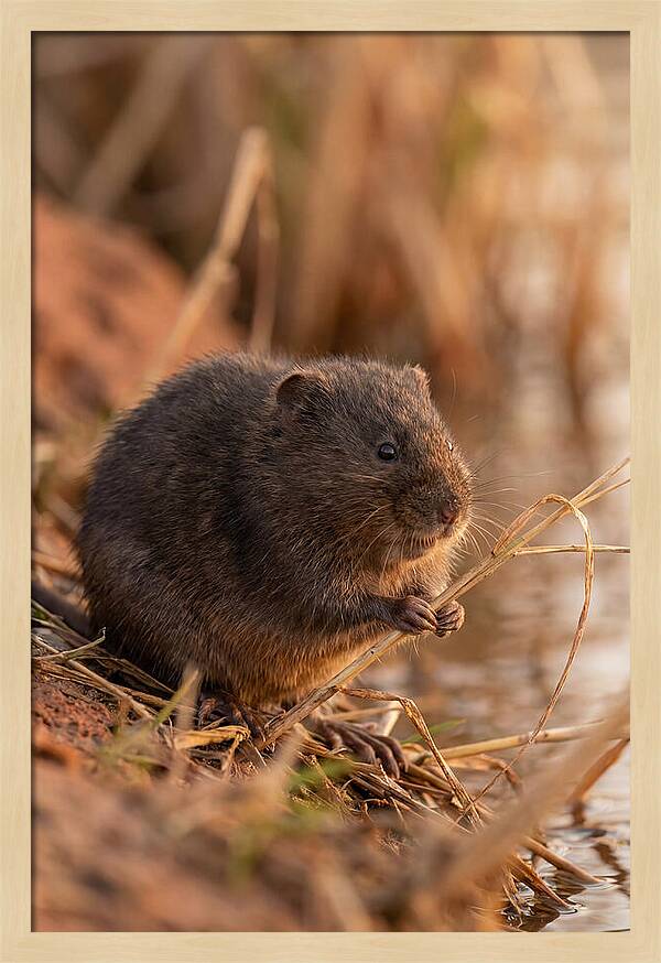 Water Vole By The Waters Edge