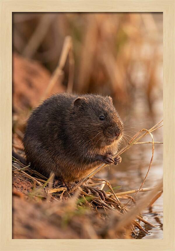 Water Vole By The Waters Edge