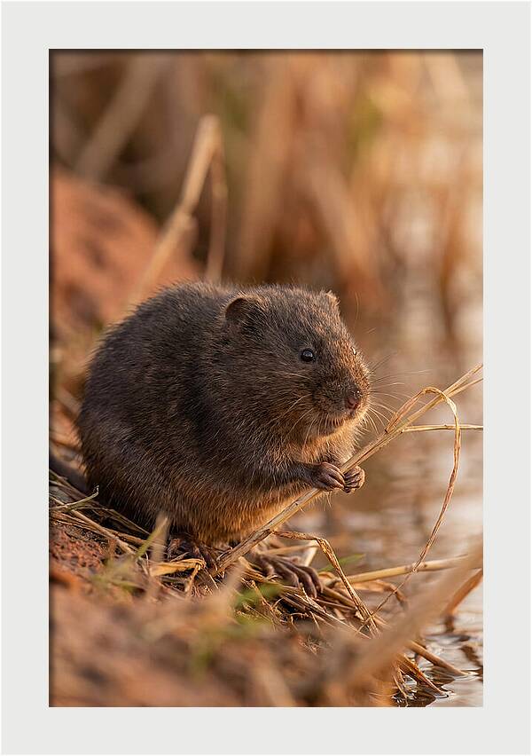 Water Vole By The Waters Edge