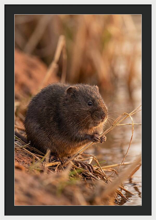 Water Vole By The Waters Edge