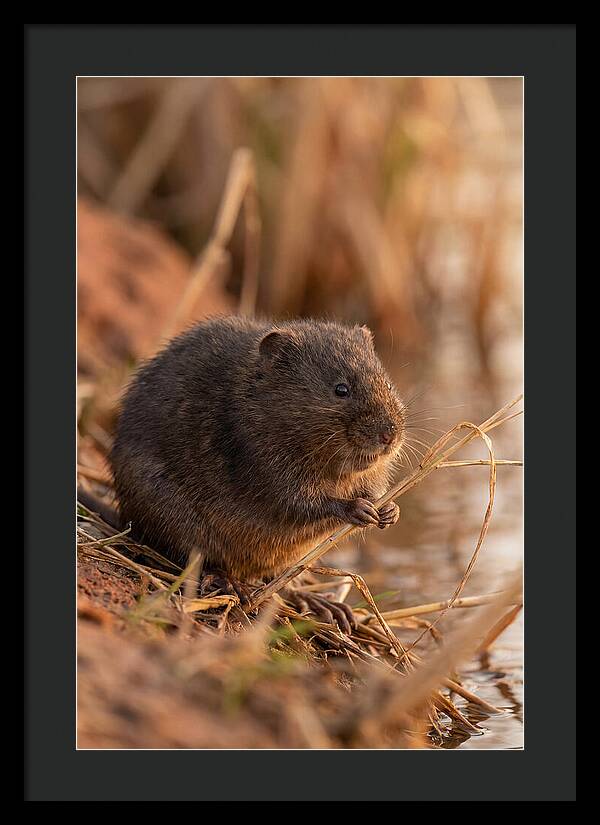 Water Vole By The Waters Edge