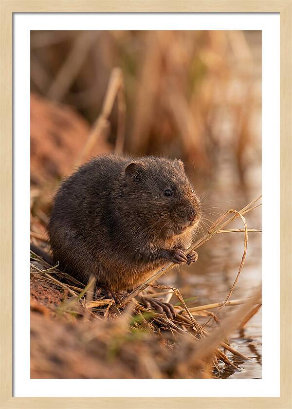 Water Vole By The Waters Edge