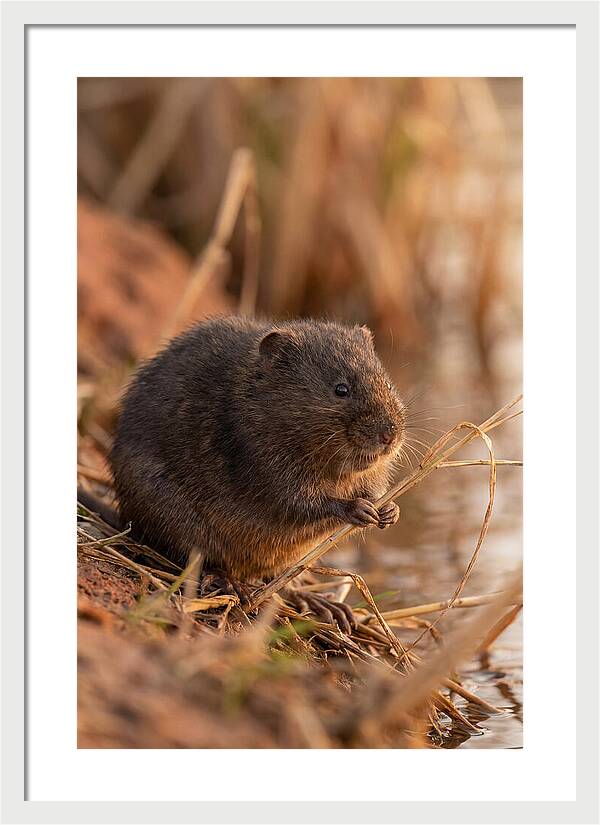 Water Vole By The Waters Edge