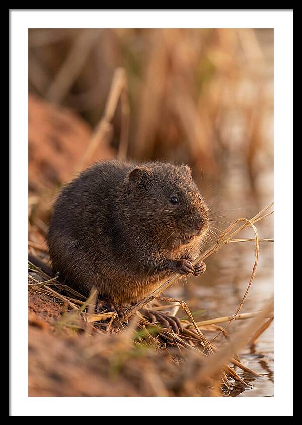 Water Vole By The Waters Edge