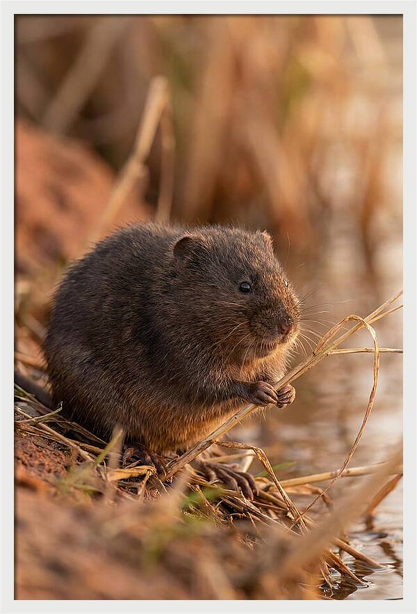 Water Vole By The Waters Edge